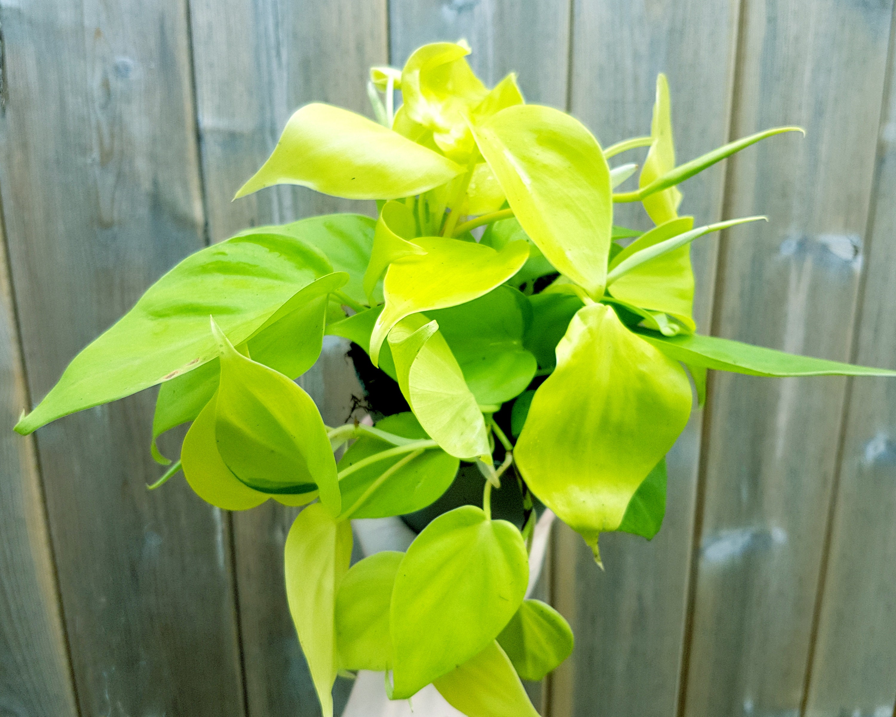 Philodendron Lemon Lime Rare House Plants Hanging Indoor Etsy UK