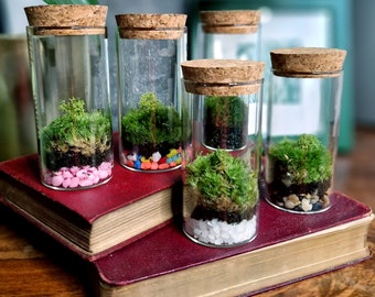 Moss Terrarium Desk Pet, Indoor Plant Gift Ideas