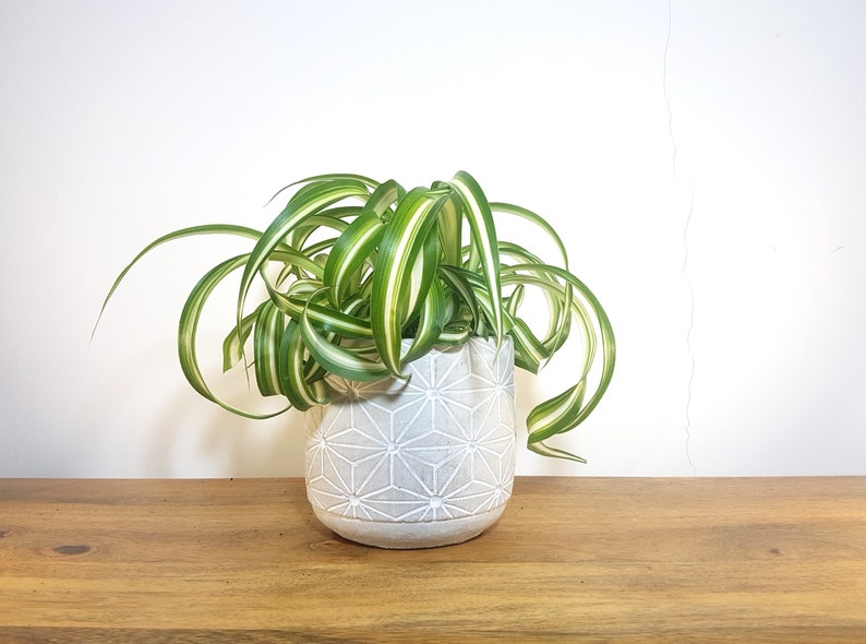 Curly Spider Plant Bonnie Pet Safe Plant Air Purifying