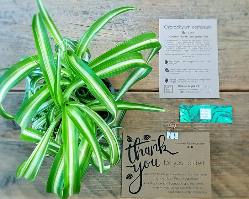 Curly Spider Plant Bonnie Pet Safe Plant Air Purifying