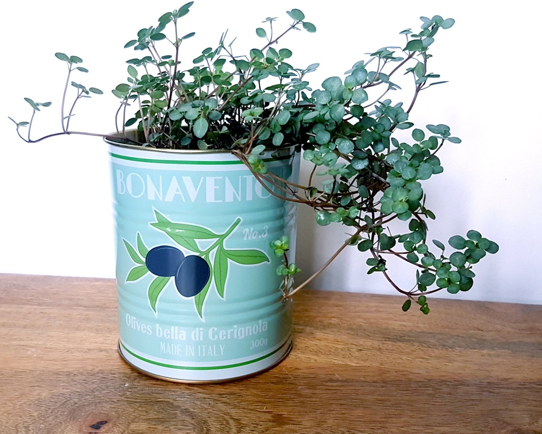 Olive Retro Style Tin Indoor Plant Pot,  Bonavento Small House Planters