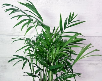 Parlour Palm Air Purifying Plant, Indoor Palm Tree Pet Safe Plants