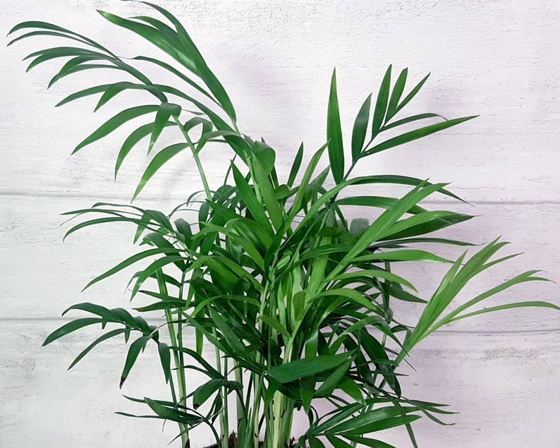 Parlour Palm Air Purifying Plant Indoor Palm Tree Pet Safe Etsy UK