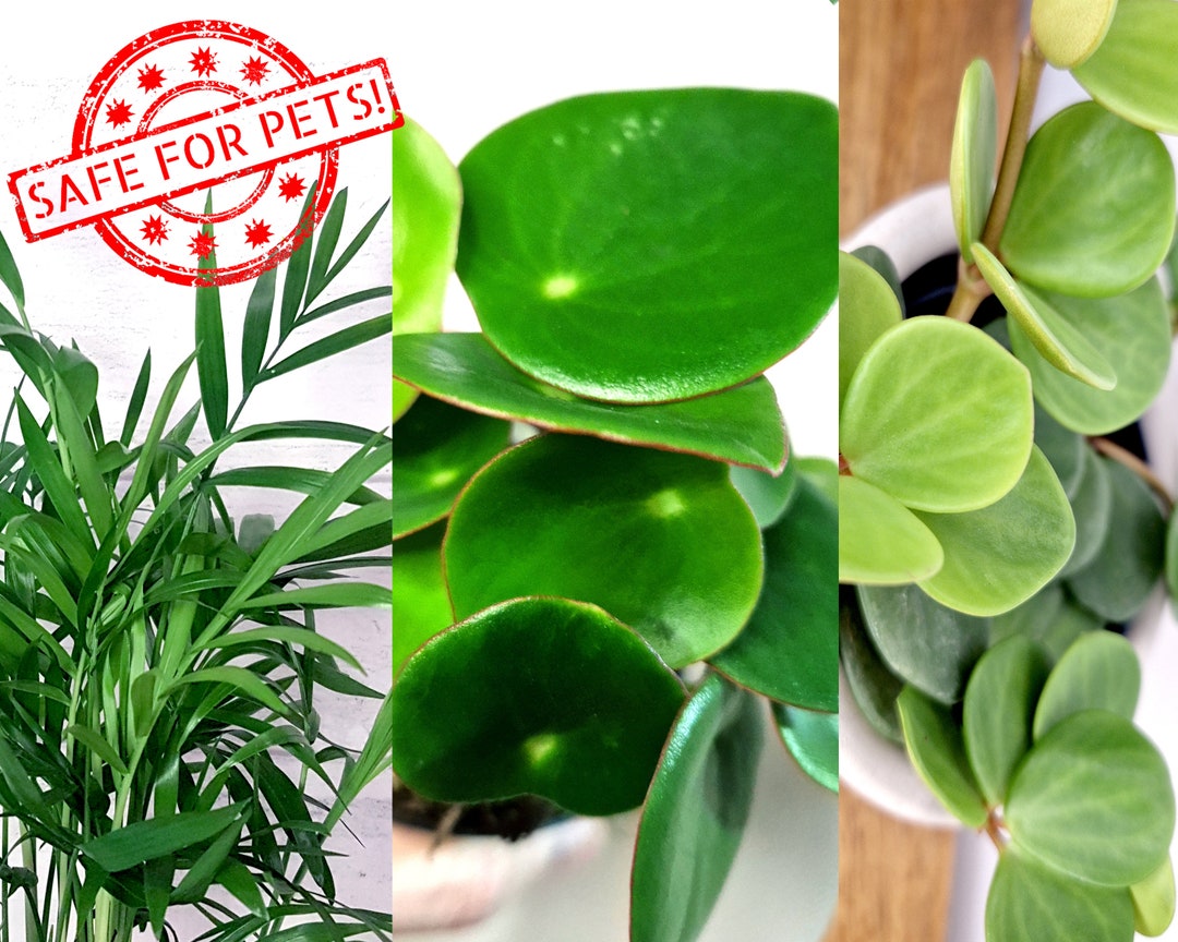 Pet Safe House Plant Collection Pet Friendly Indoor Plants Etsy UK