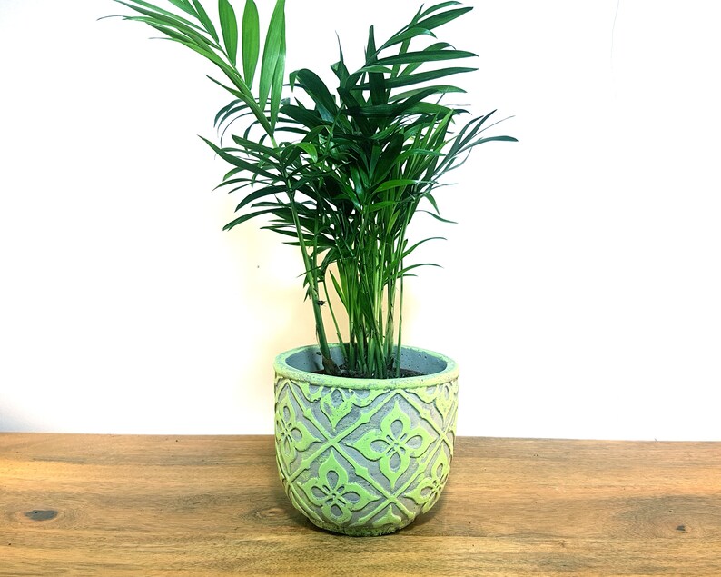 Parlour Palm Air Purifying Plant Indoor Palm Tree Pet Safe Etsy UK