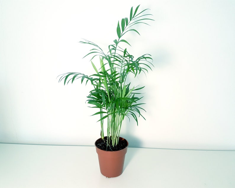 Parlour Palm Air Purifying Plant Indoor Palm Tree Pet Safe