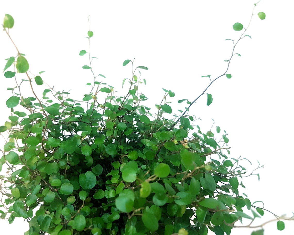 Maidenhair Vine Trailing House Plant Muehlenbeckia Complexa Etsy