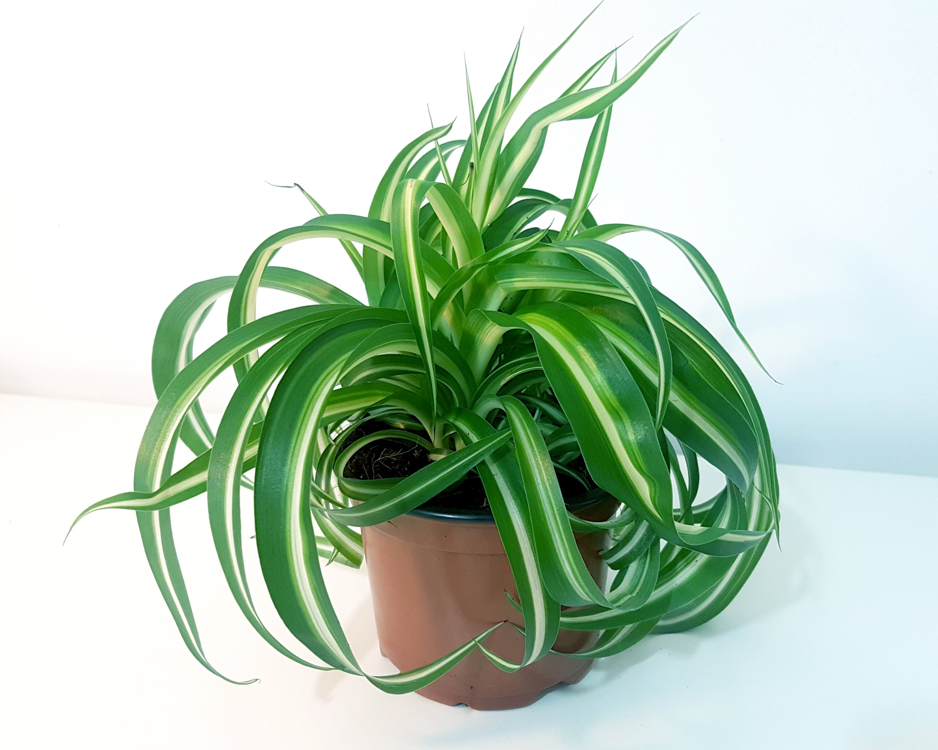 Curly Spider Plant Bonnie Pet Safe Plant Air Purifying
