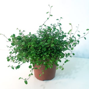 Maidenhair Vine Trailing House Plant, Muehlenbeckia Complexa Hanging Indoor Plant