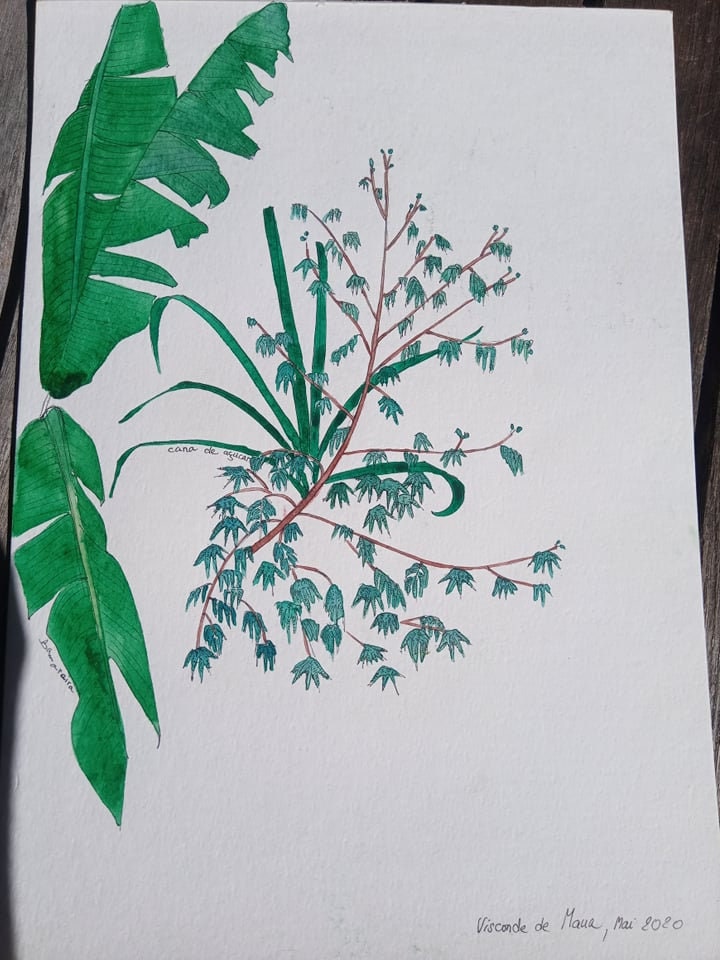 Tirage Format A4 Édition Limitée Jnugle Envoûtante...