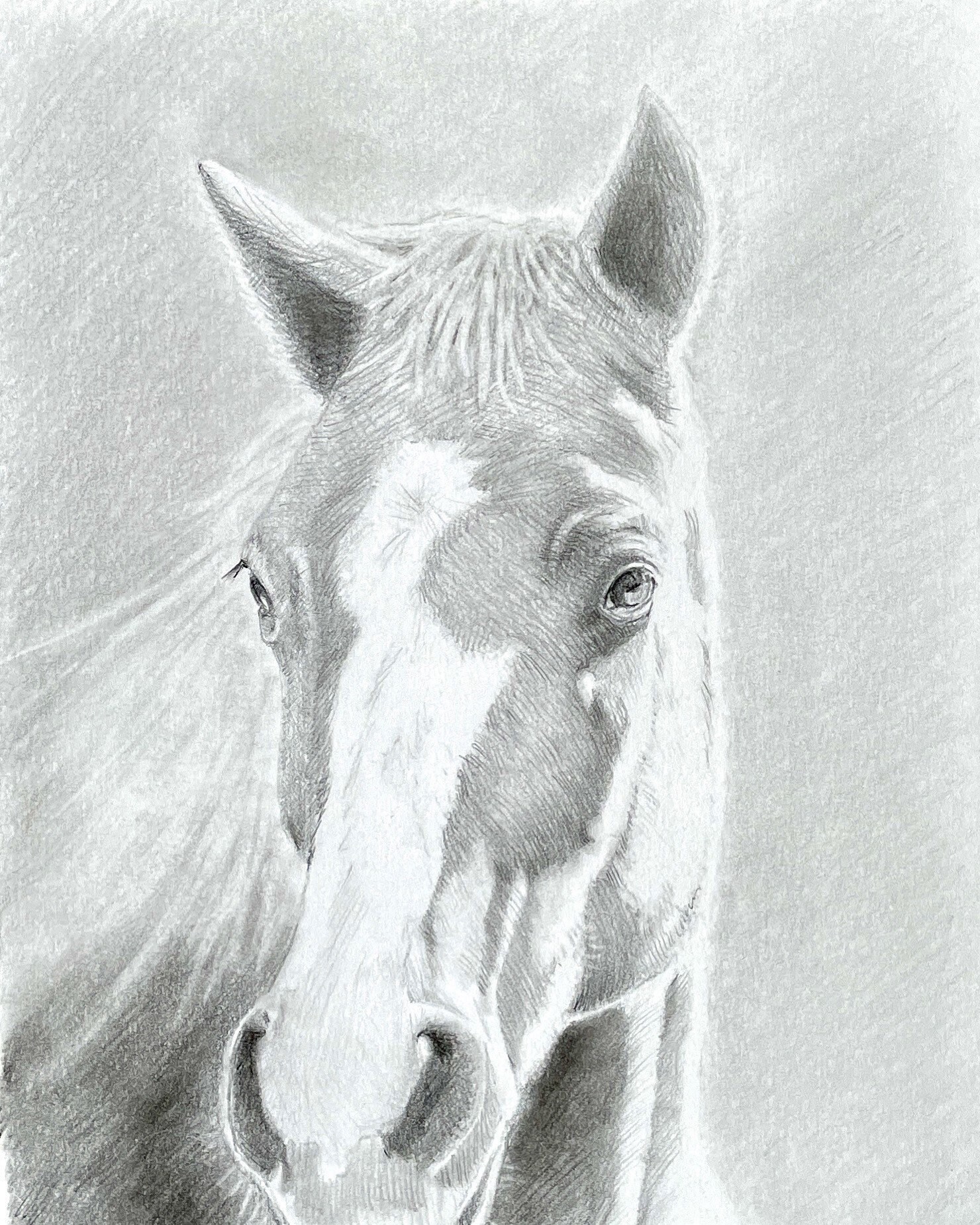  Horse drawing pencil art horse art horse lover gift Etsy