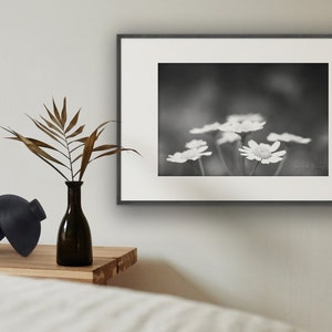 Ganseblumchen Bild Fotografie Schwarz Weiss Fine Art Print Etsy