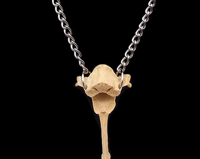 Coyote bone necklace
