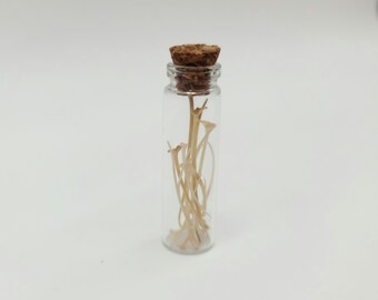 Vial of snake ribs, cottagecore oddity display, loose snake bones, real animal bone decor, jewelry making supplies, vulture culture