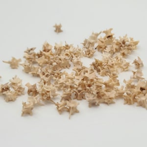Puede incluir: Un conjunto de pequeñas vértebras beige dispersas sobre una superficie blanca. Los huesos presentan una superficie detallada y texturizada, con múltiples proyecciones y formas intrincadas. El tema podría ser historia natural o anatomía.