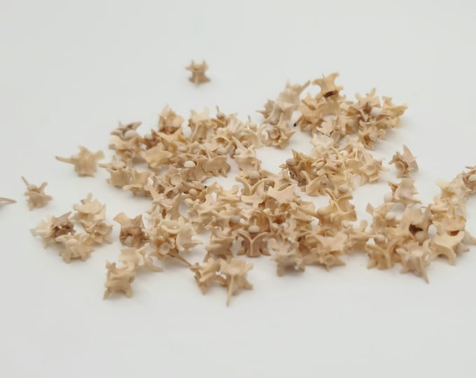 Bulk rattlesnake vertebrae