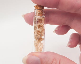 Redtail boa constrictor snake shed vial