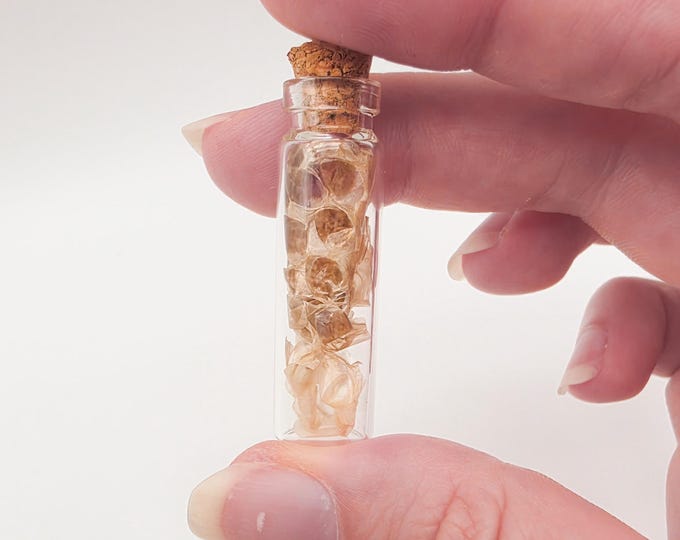 Redtail boa constrictor snake shed vial