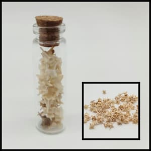 May include: A small glass bottle with a cork stopper filled with tiny white star-shaped seashells. The bottle is sitting on a white surface. A pile of the same seashells is scattered on a white surface.