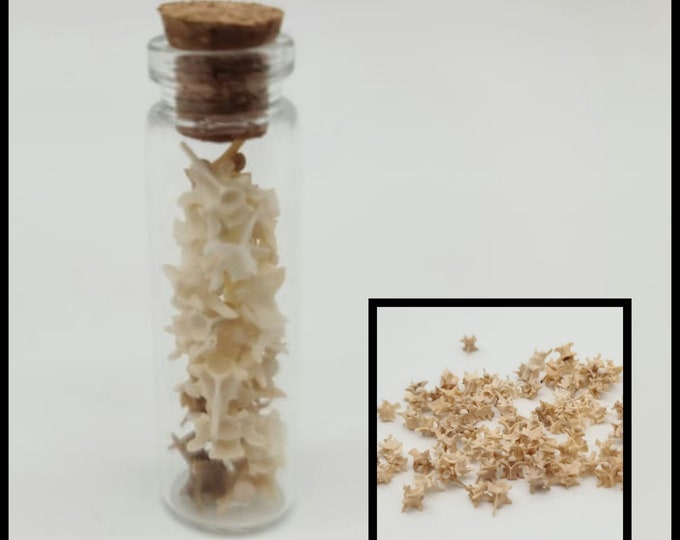 Rattlesnake vertebrae vial