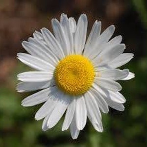 Wildflower seeds OXEYE DAISY leucanthemum vulgare image 2