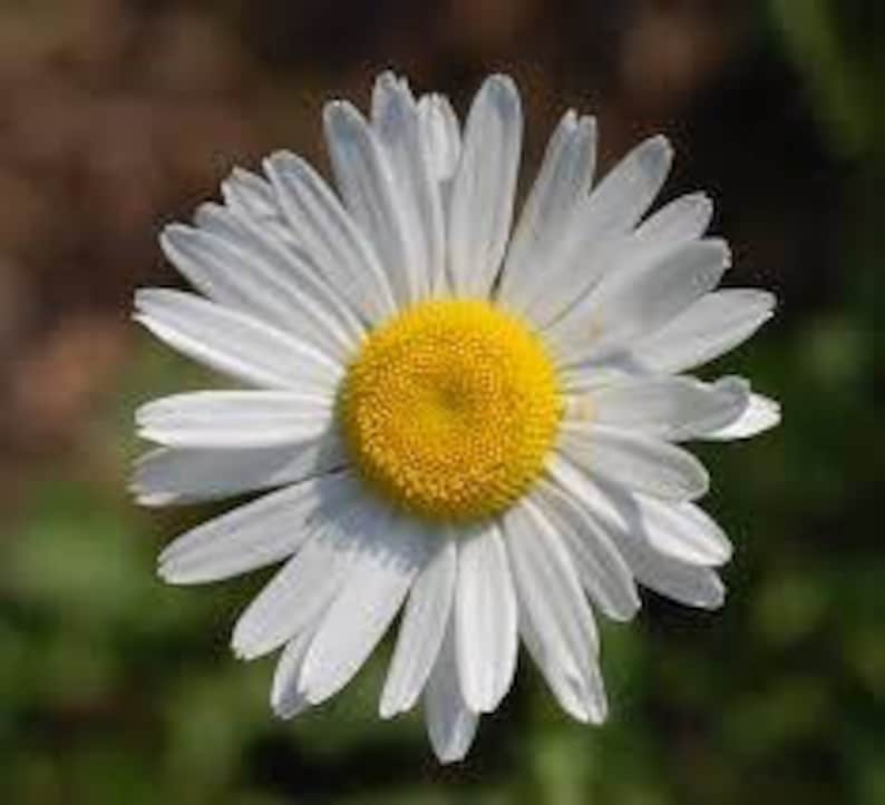 Wildflower seeds OXEYE DAISY leucanthemum vulgare image 2