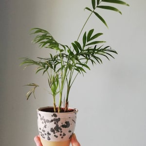 May include: A small potted palm plant with green leaves in a white ceramic pot with black splatter paint and a light brown rim.