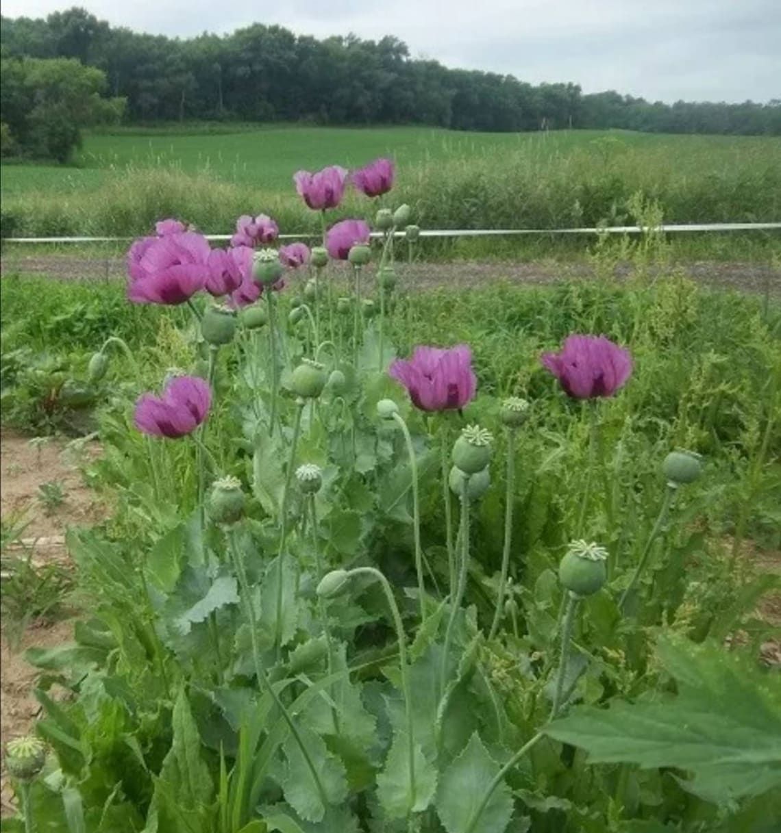 Wildflower Seeds LARGE PURPLE POPPY Hungarian Breadseed Etsy