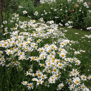 Wildflower seeds OXEYE DAISY leucanthemum vulgare image 1