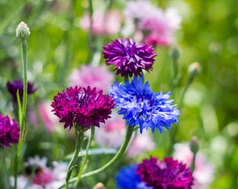 Wildflower seeds - cornflower (mixed colours) Centaurea cyanus, bachelor's button