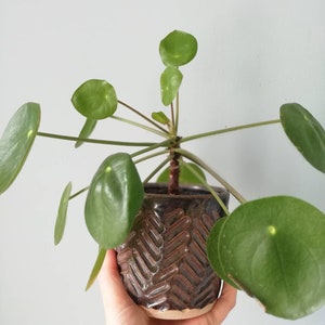 May include: A green Chinese money plant in a brown and black patterned ceramic pot.