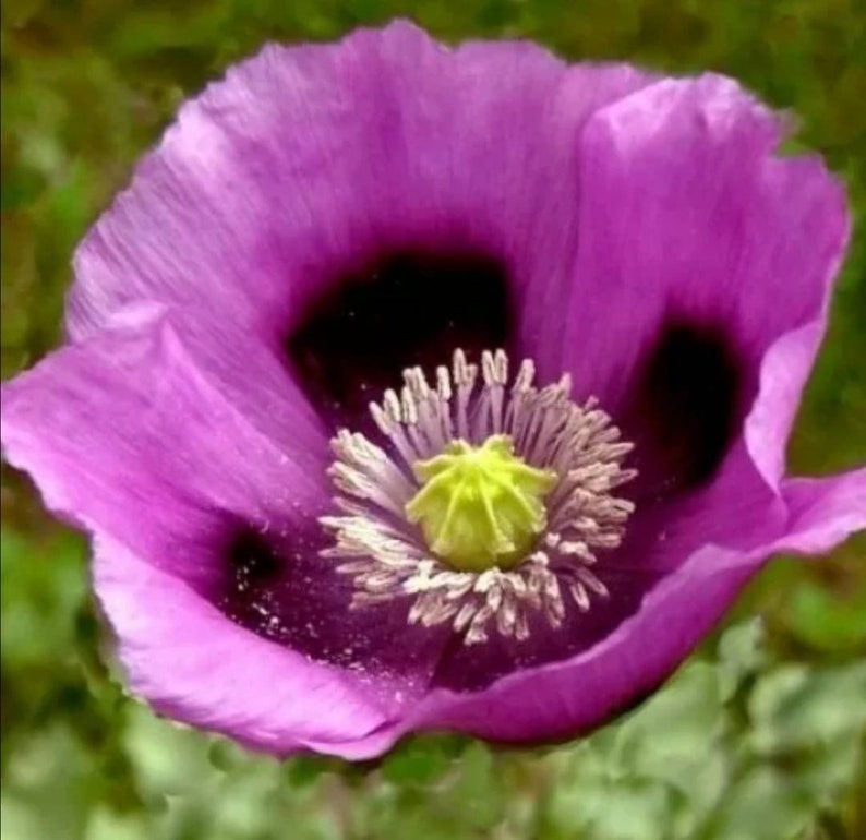 Wildflower seeds LARGE PURPLE POPPY Hungarian Breadseed Etsy.de