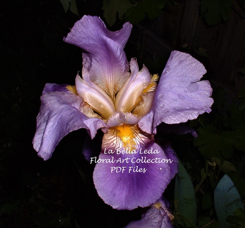 Purple Iris PDF Digital Download Photography Floral Photo image 0