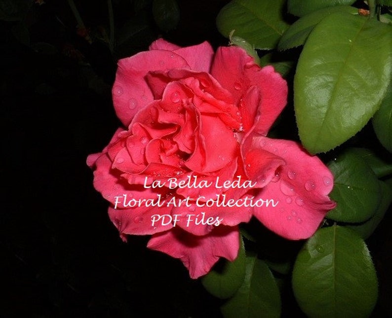 Pink Rose PDF Digital Download Photography Floral Photo image 0