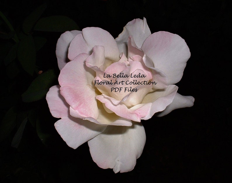 Peace Rose PDF Digital Download Photography Floral Photo image 0