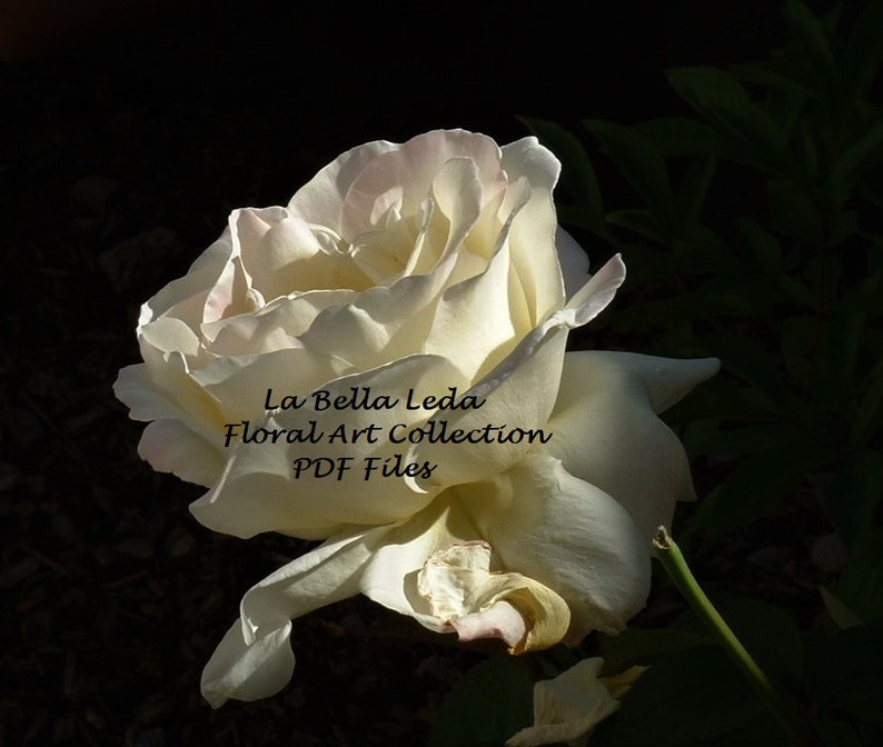 Cabbage Rose White Rose Garden Rose PDF Digital Download image 0