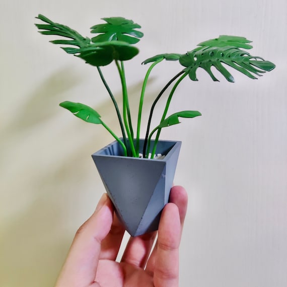 mint monstera deliciosa Monstera Mint main image 1