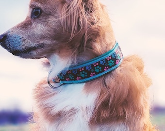 Pode incluir: Um cão pequeno e fofo, com pelo castanho e peito branco, está sentado num campo. O cão usa uma coleira azul com um padrão de pegadas. O fundo apresenta um céu e relva desfocados.