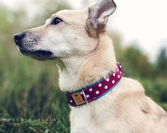 May include: A light brown dog with a white polka dot collar, looking to the left. The dog is sitting in a field of green grass.