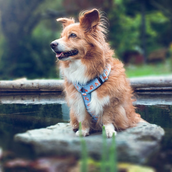 Dog harness CORGI, light blue, Corgi dog pattern, lined with artificial leather, dog leash