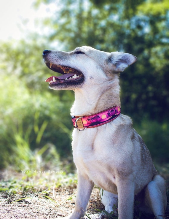 Hundehalsband oder Hundegeschirr SUNSET - Kunstleder, Palmen &  Sonnenuntergang, Urlaub Feeling, Verschiedene Gren, Leine und Geschirr  Set - Etsy.de