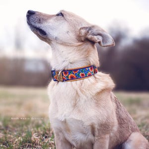 Könnte beinhalten: Ein hellbrauner Hund mit einem bunten Blumenhalsband mit blauem Hintergrund und goldener Schnalle. Der Hund sitzt auf einer Wiese und blickt nach oben. Das Halsband zeigt Sonnenblumen und andere Blumen.
