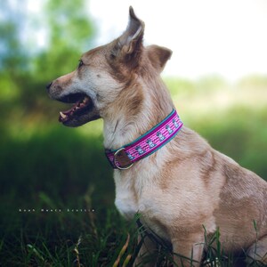Könnte beinhalten: Ein hellbrauner Hund mit einem rosa-grünen gemusterten Halsband sitzt im hohen grünen Gras. Der Hund schaut nach links aus dem Bild.