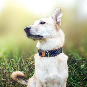 Op de afbeelding: Een lichtgekleurde hond draagt een zwarte halsband met witte stippen en een bruin leren label. De hond zit in groen gras, met een vage achtergrond van groen en geel.
