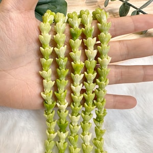 Light-Green Hawaiian Pakalana Flower Beads,Composite Resin Coral Colorful Pakalana Beads,For Lei Making,Car Lei,Hawaiian Lei Jewelry,10*12mm