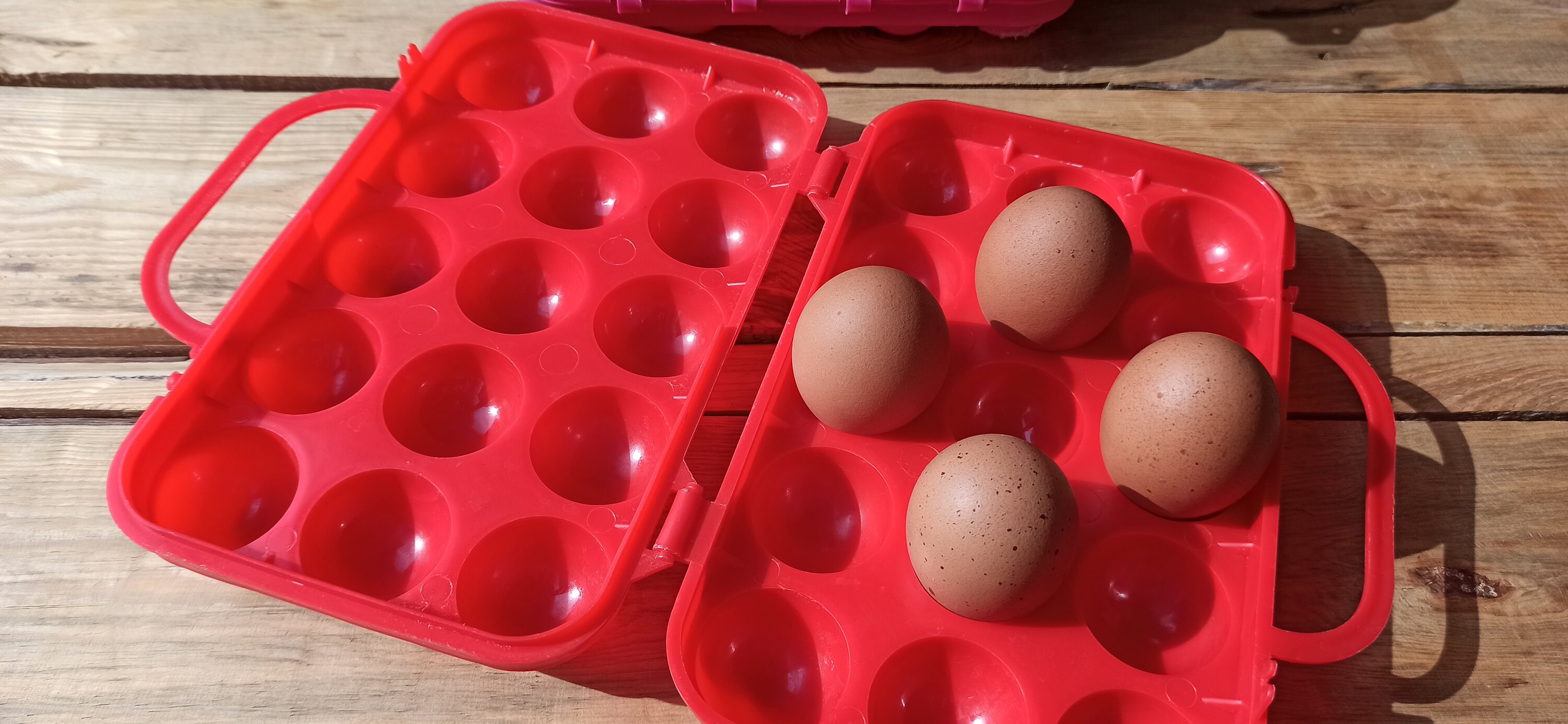 Vintage 15 Eggs Storage Container Egg Carry Case Egg Etsy