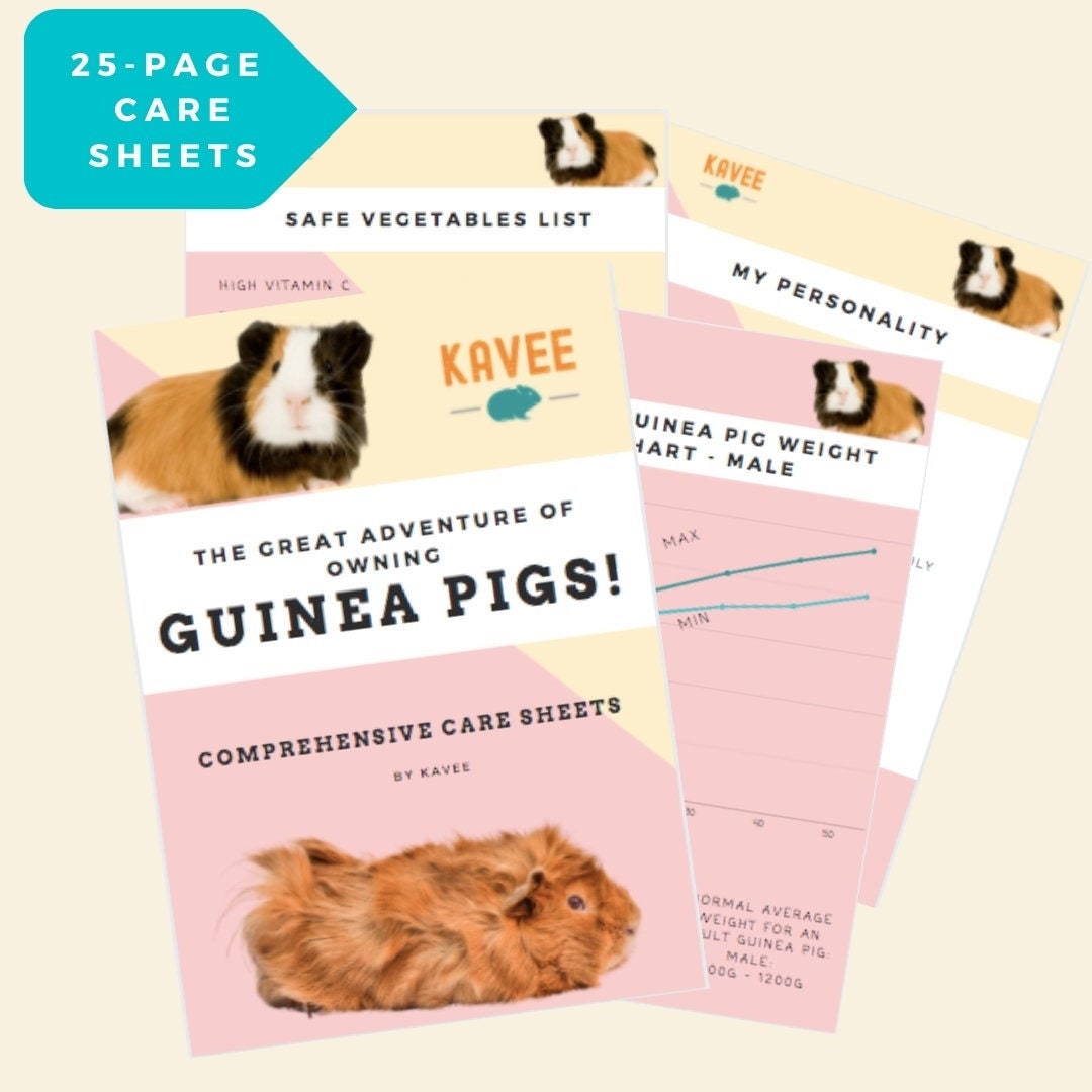 Guinea Pigs Care Sheets Info Pack Checklists Printable Etsy