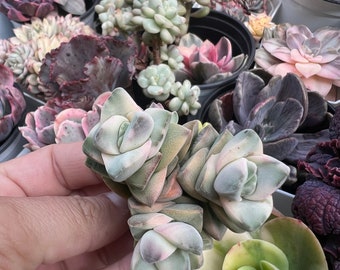 Crassula moon glow variegated cluster