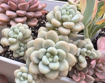 Sedum Candy succulent cluster