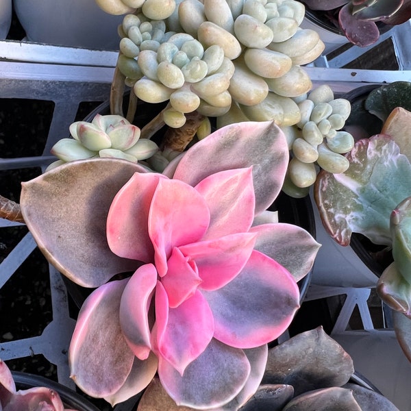 Echeveria rainbow variegated pink purple succulent